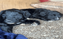 Portuguese Water Dog dogs for sale: ARTSEADOG KC registered Pure Portuguese Waterdogs - Image 15
