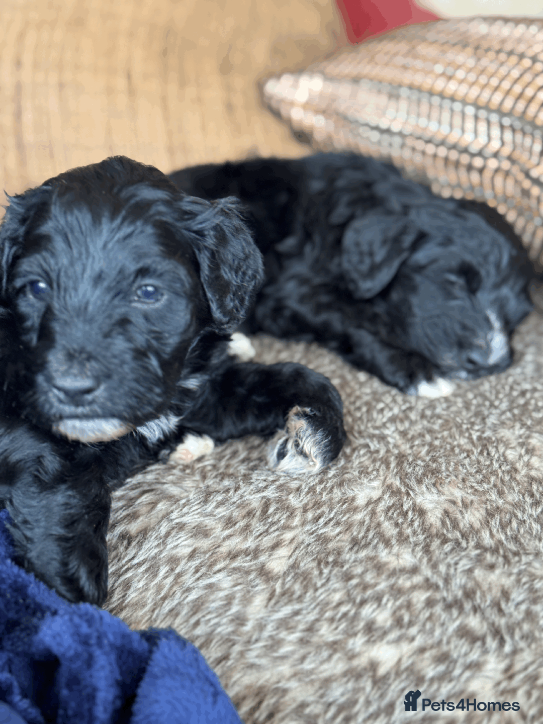 Portuguese Water Dog dogs for sale: ARTSEADOG KC registered Pure Portuguese Waterdogs - Image 15