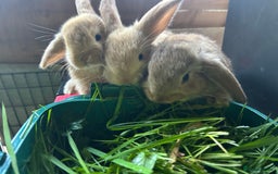 Dwarf Lop rabbits for sale: Dwarf lops ready for forever homes 15th November  - Image 16