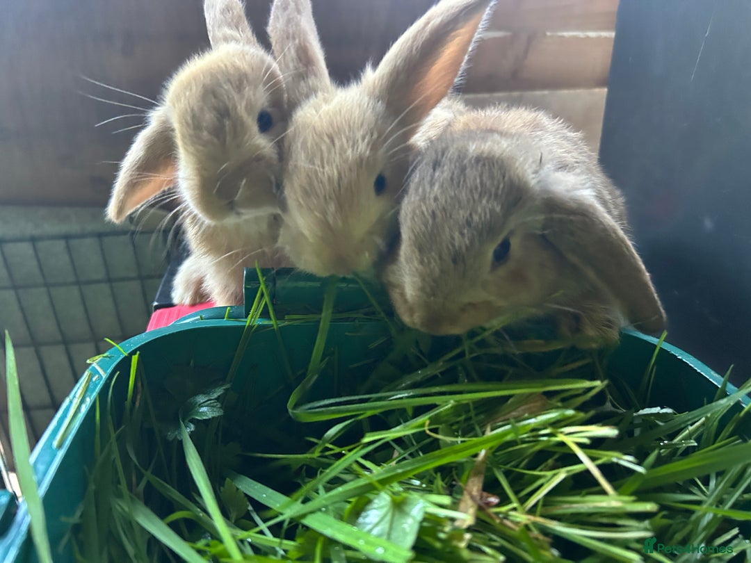 Dwarf Lop rabbits for sale: Dwarf lops ready for forever homes 15th November  - Image 16