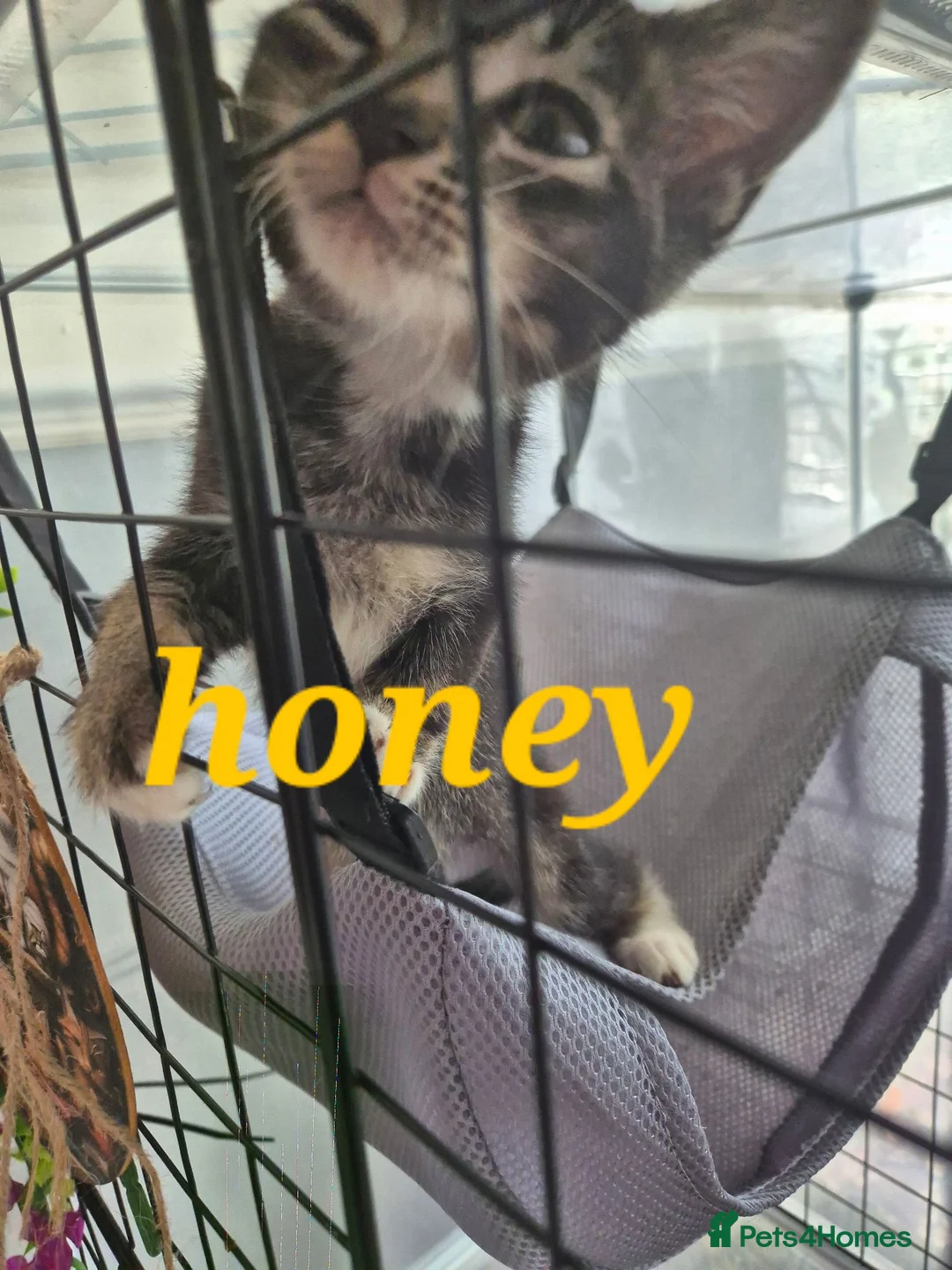 Mixed Breed cats for sale: Beautiful loved , healthy kitten's  - Advert 2