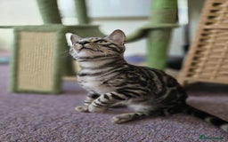 Bengal cats for sale: TICA REG 💕 2 Beautiful bengal boys  - Image 24