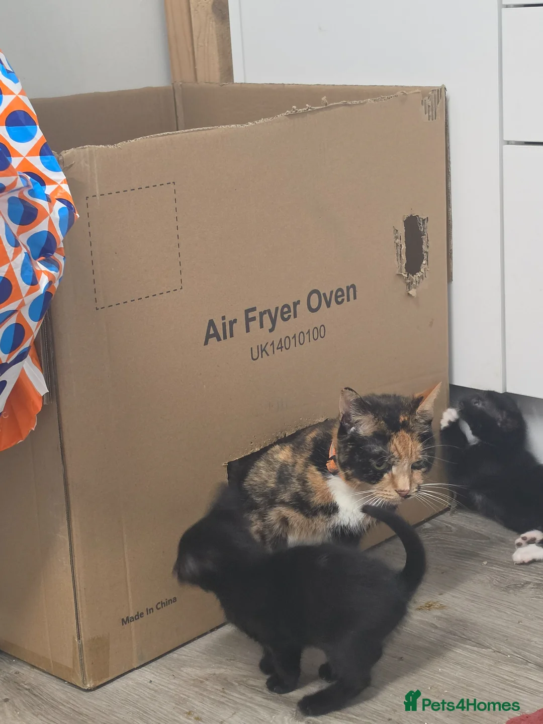 Mixed Breed cats for sale: Kittens ready Friday 17th April  - Advert 10