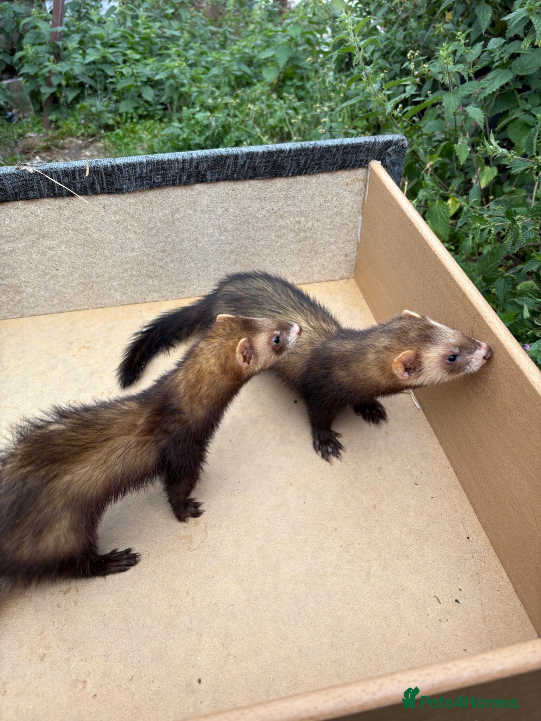 Ferret rodents for sale: Polecats for sale - Image 2