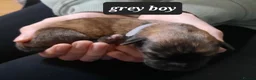 Mixed Breed dogs for sale: Rottweiler cross Shih Tzu puppies in Nottingham - Advert 7