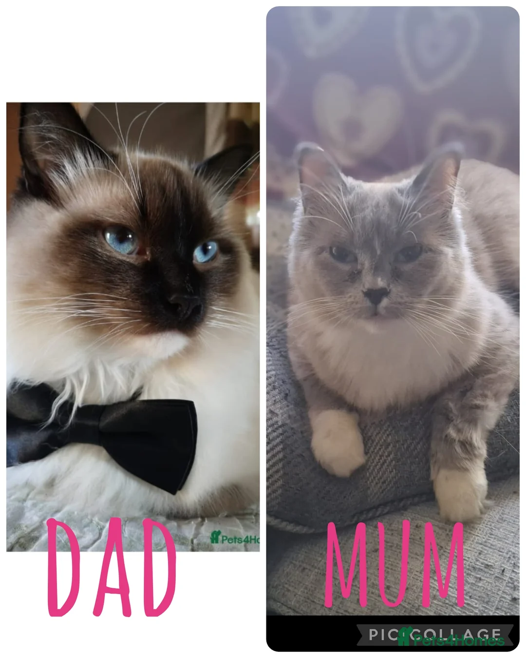 Ragdoll cats for sale: Gorgeous bicolour ragdolls  - Advert 2