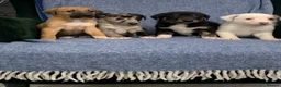 Mixed Breed dogs for sale: Blue Merle Border Collie x Lurcher Puppies  - Advert 8