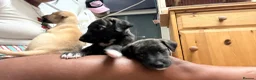 Whippet dogs for sale: Pure WHIPPET PUPPIES - Advert 8