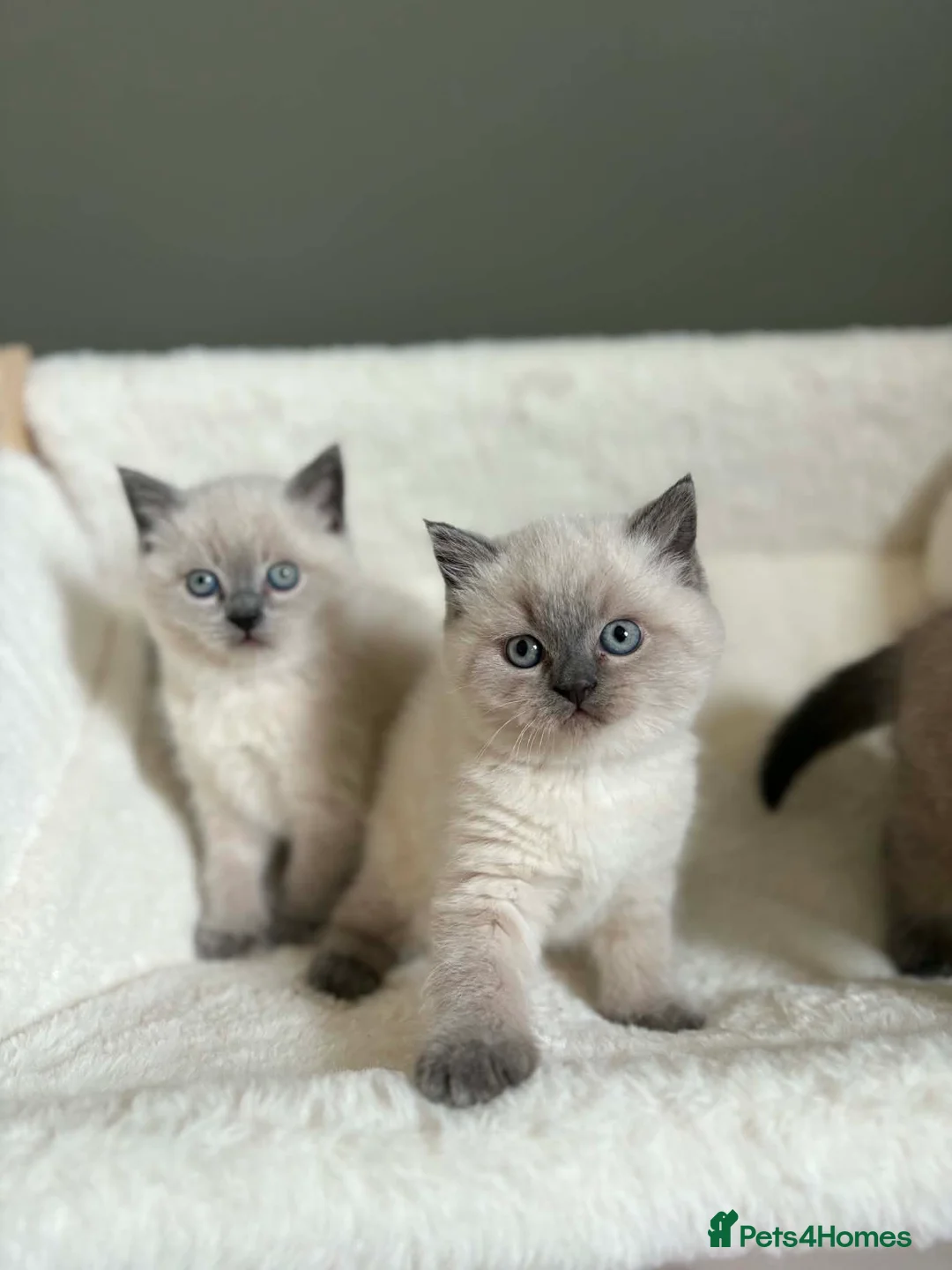 British Shorthair cats for sale: Beautiful British shorthair Scottish fold kittens  in Norwich - Advert 17
