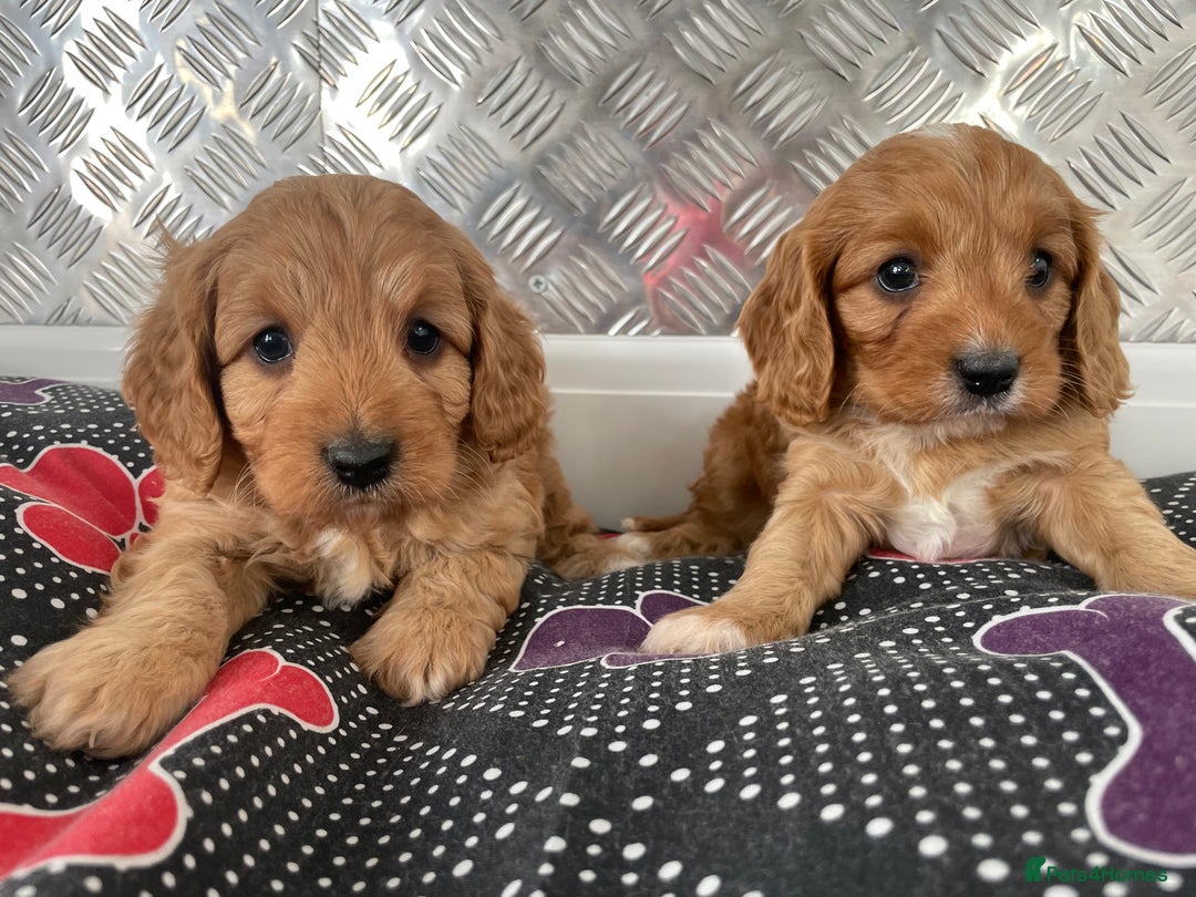 Cavapoo dogs for sale: F1 CAVAPOO puppies for sale  - Image 25
