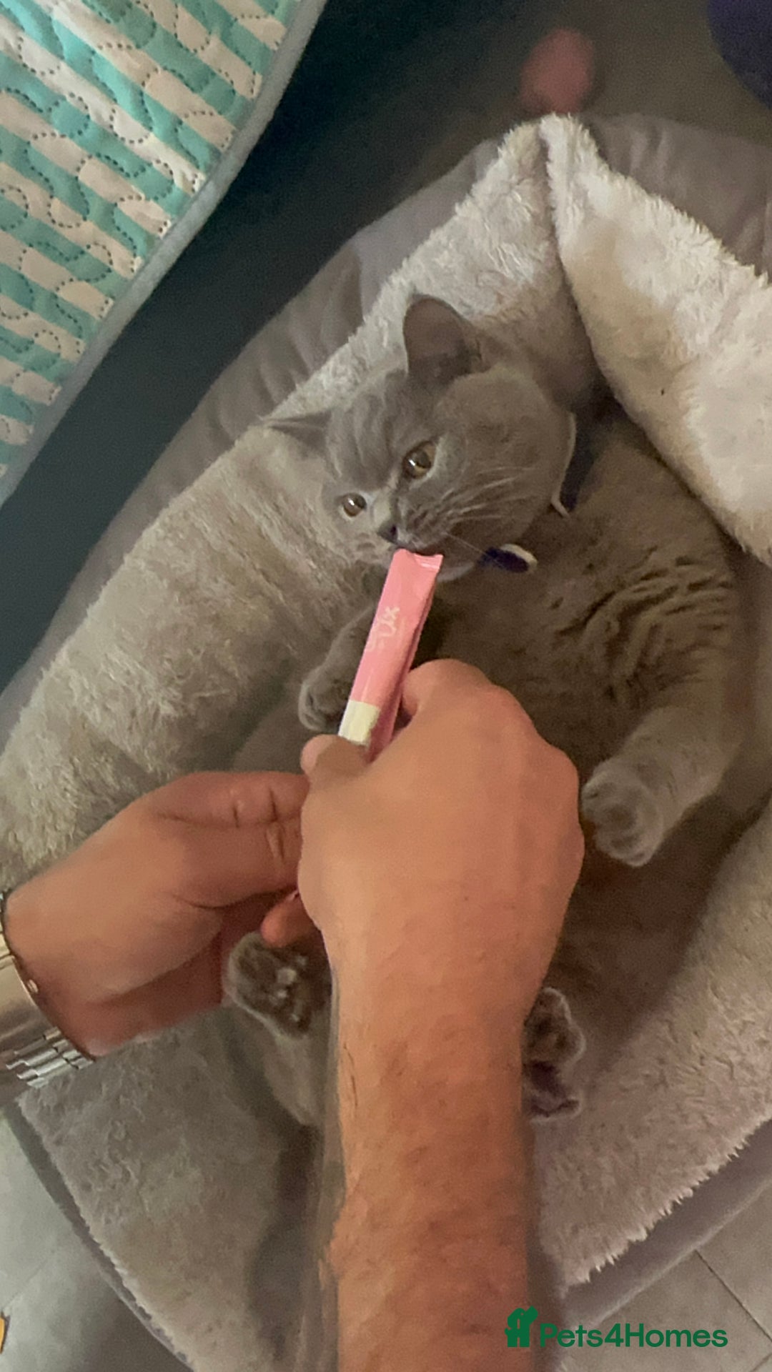 British Shorthair cats for sale: Bella  - Image 2