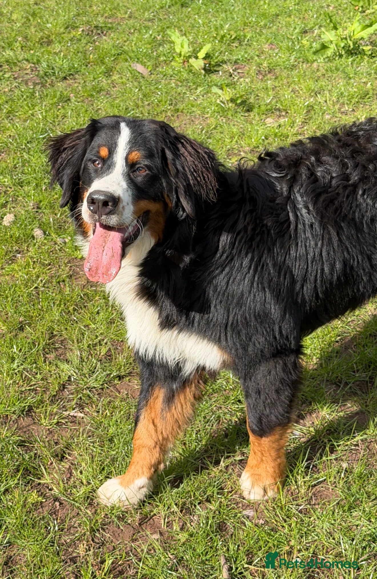 Bernese Mountain Dog dogs 💙🩵Beautiful 8 month old BMD boy💙🩵  - Advert 1