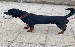 Rottweiler dogs for stud: Champion bloodline rottiweiler stud  - Image 4