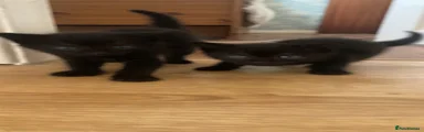 Domestic Shorthair 3