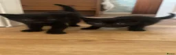 Domestic Shorthair cats for sale: Four black kittens all over 8 weeks old  in Doncaster - Advert 3