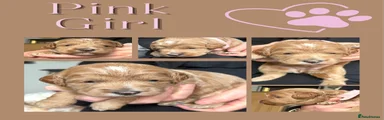 RESERVED Australian Labradoodle Pink collar
