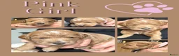 Australian Labradoodle dogs for sale: 100% Pure bred Australian Labradoodle  - Advert 34