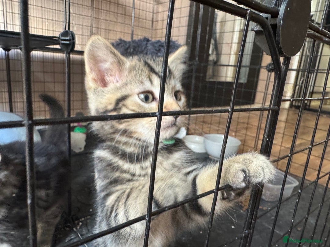 Mixed Breed cats for sale: 2 1/2 Bengal boys left  - Image 13