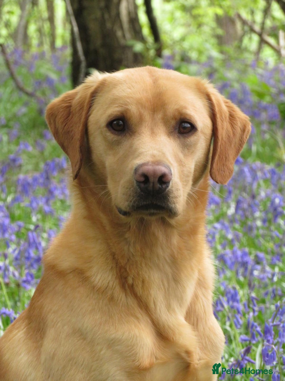Labrador Retriever dogs for stud: Henry - Advert 2