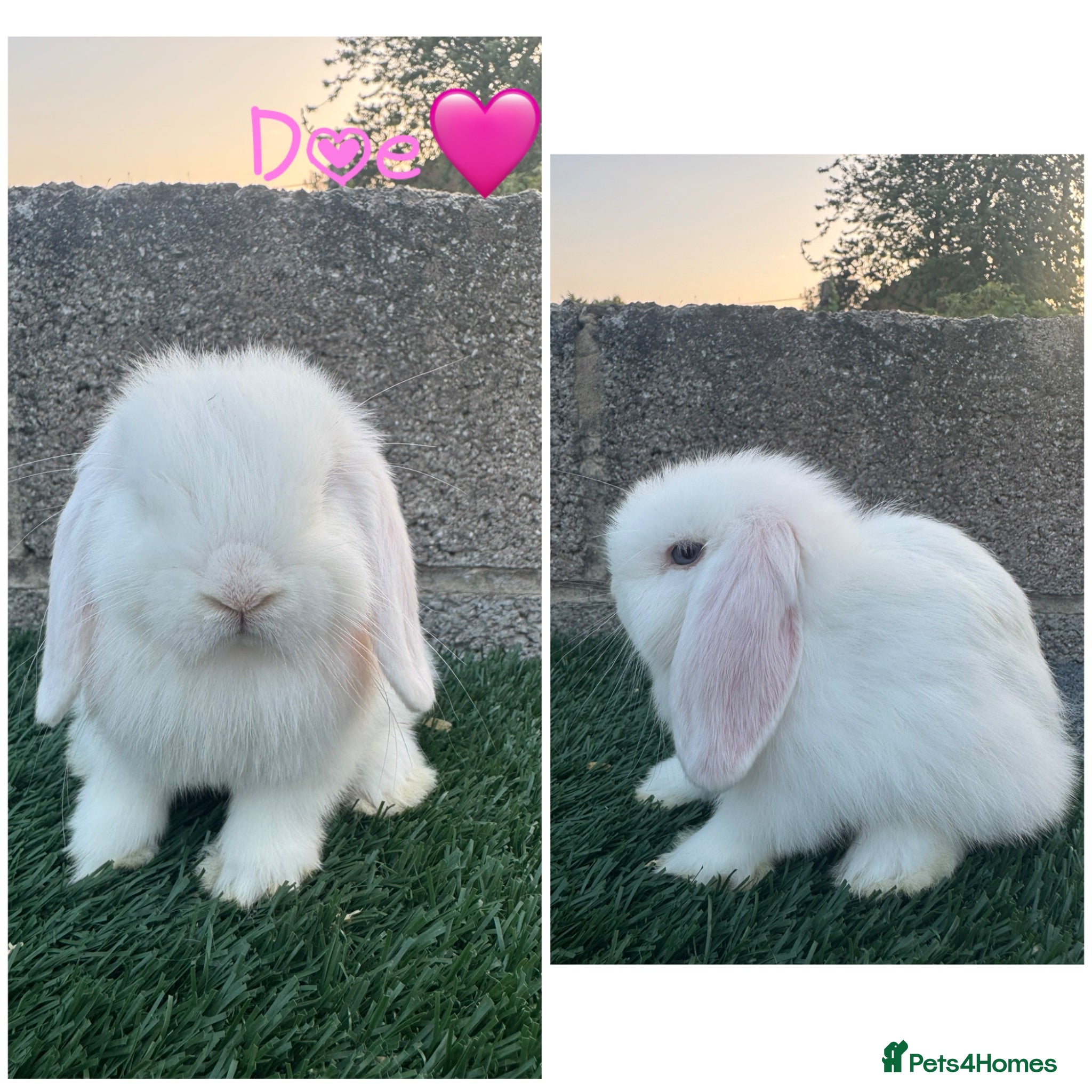 Mini Lop rabbits Pure breed mini lop  - Advert 2