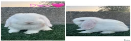 Mini Lop rabbits for sale: Pure breed mini lop  - Advert 2