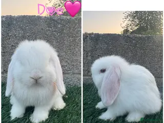Mini Lop rabbits Pure breed mini lop - Advert 5