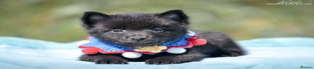 Schipperke Puppy 1