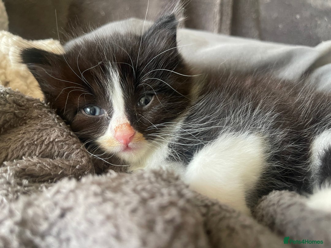 British Shorthair cats for sale: Kittens for sale  - Image 4