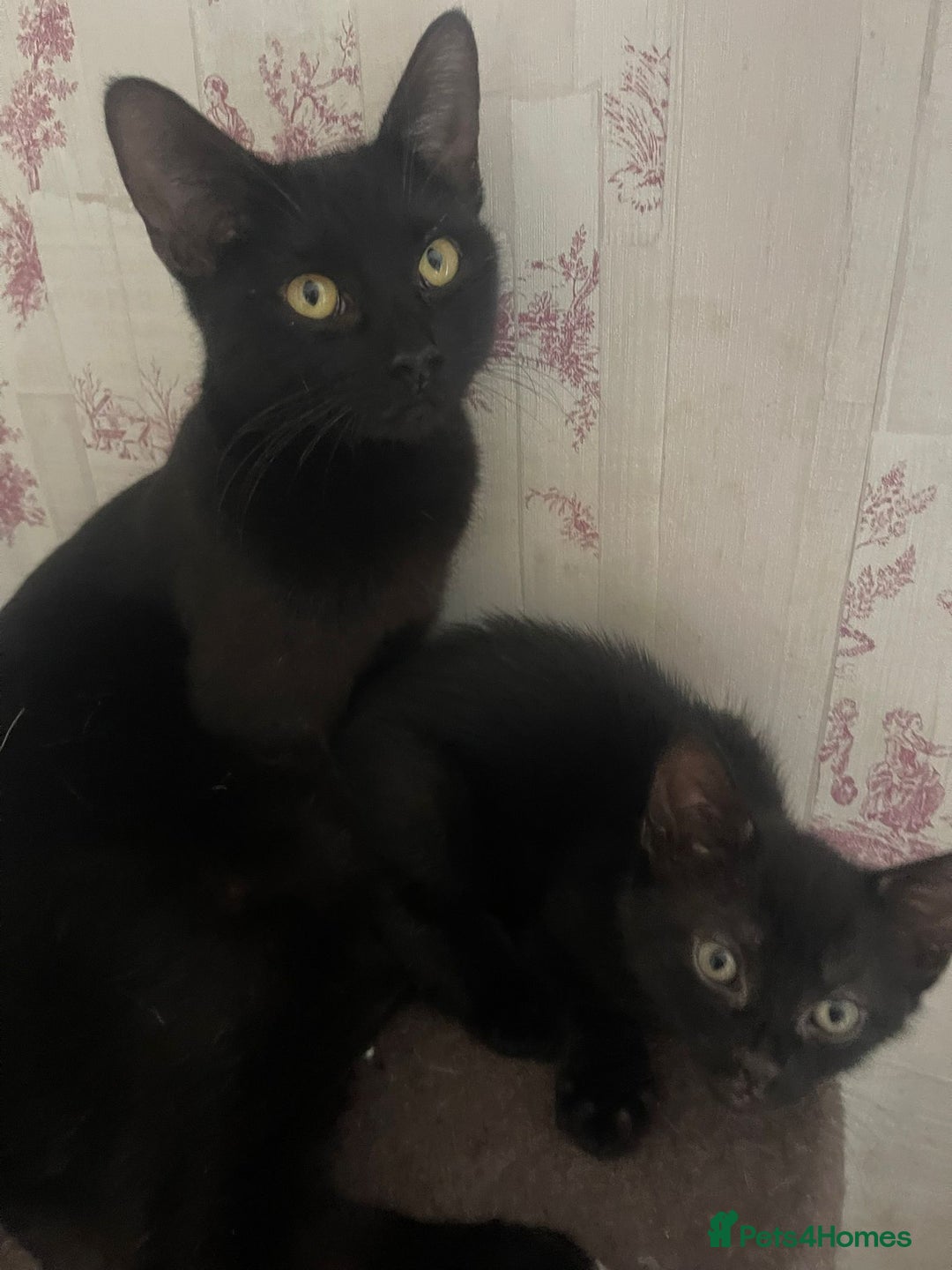 Mixed Breed cats for sale: Adorable kittens - Advert 4