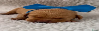 FIN
