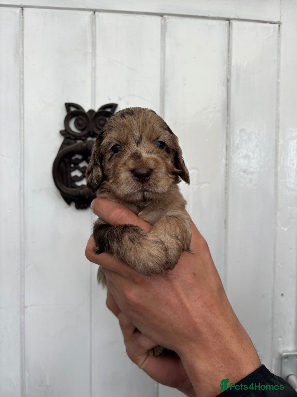 Cockapoo dogs ⭐️Gorgeous cockapoo puppies⭐️ - Advert 1