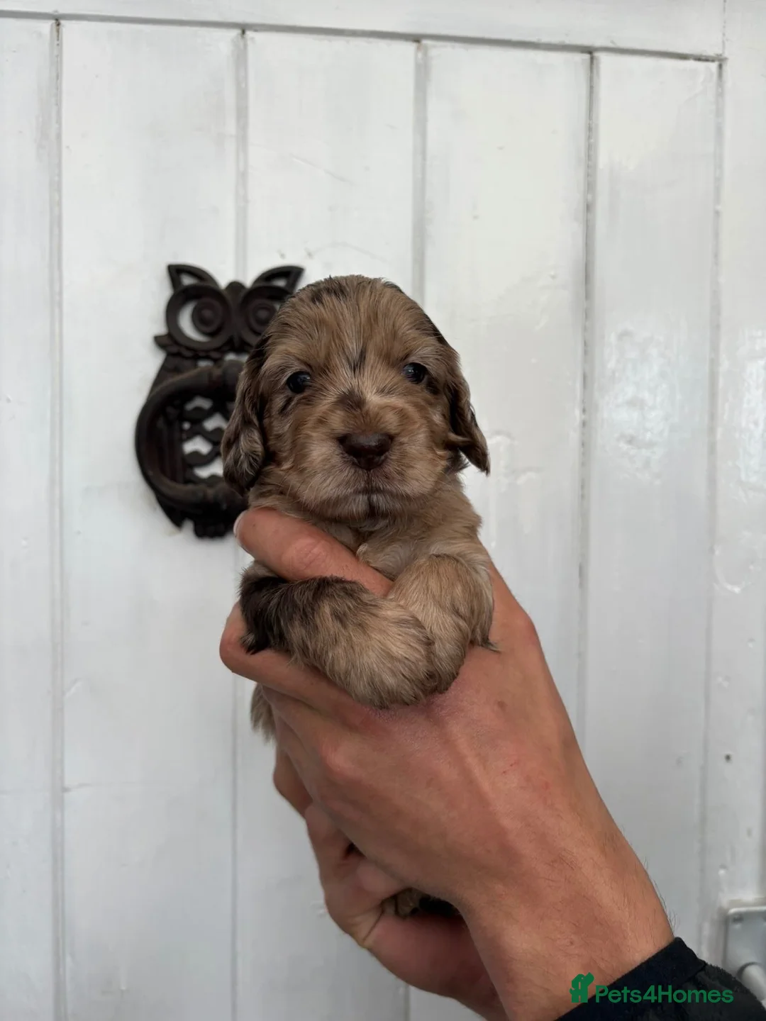 Cockapoo dogs for sale: ⭐️Gorgeous cockapoo puppies⭐️ - Advert 1