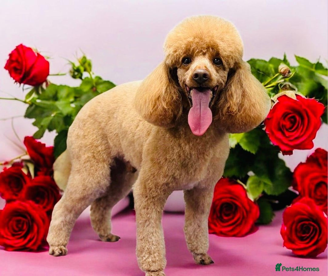 Cavapoo dogs for sale: F1 Toy red cavapoos  - Advert 3