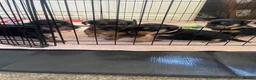 Mixed Breed dogs for sale: Beautiful Patterjack x Yorkshire terrier pups  - Advert 14