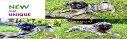 Pug dogs for sale: Adorable one of a kind. loving KCreg PUG puppies  - Advert 1