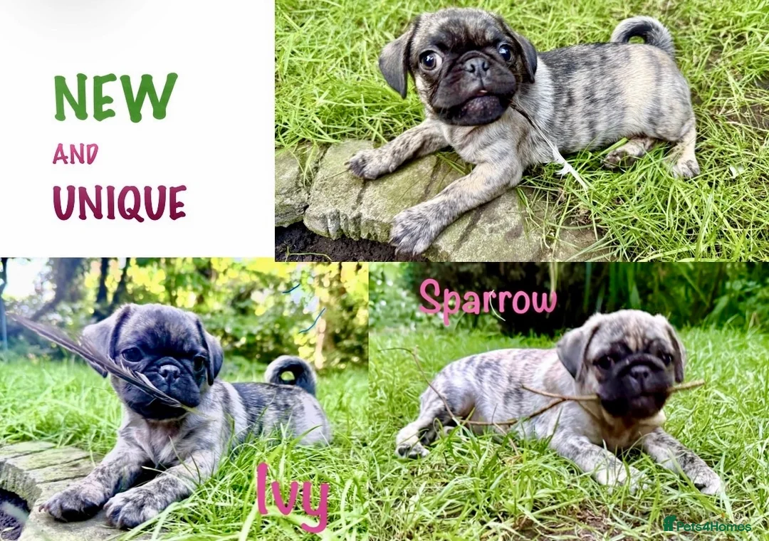 Pug dogs for sale: Adorable one of a kind. loving KCreg PUG puppies  - Advert 1