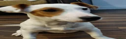 Jack Russell dogs for sale: Two 5 month jack russells for sale  - Advert 3