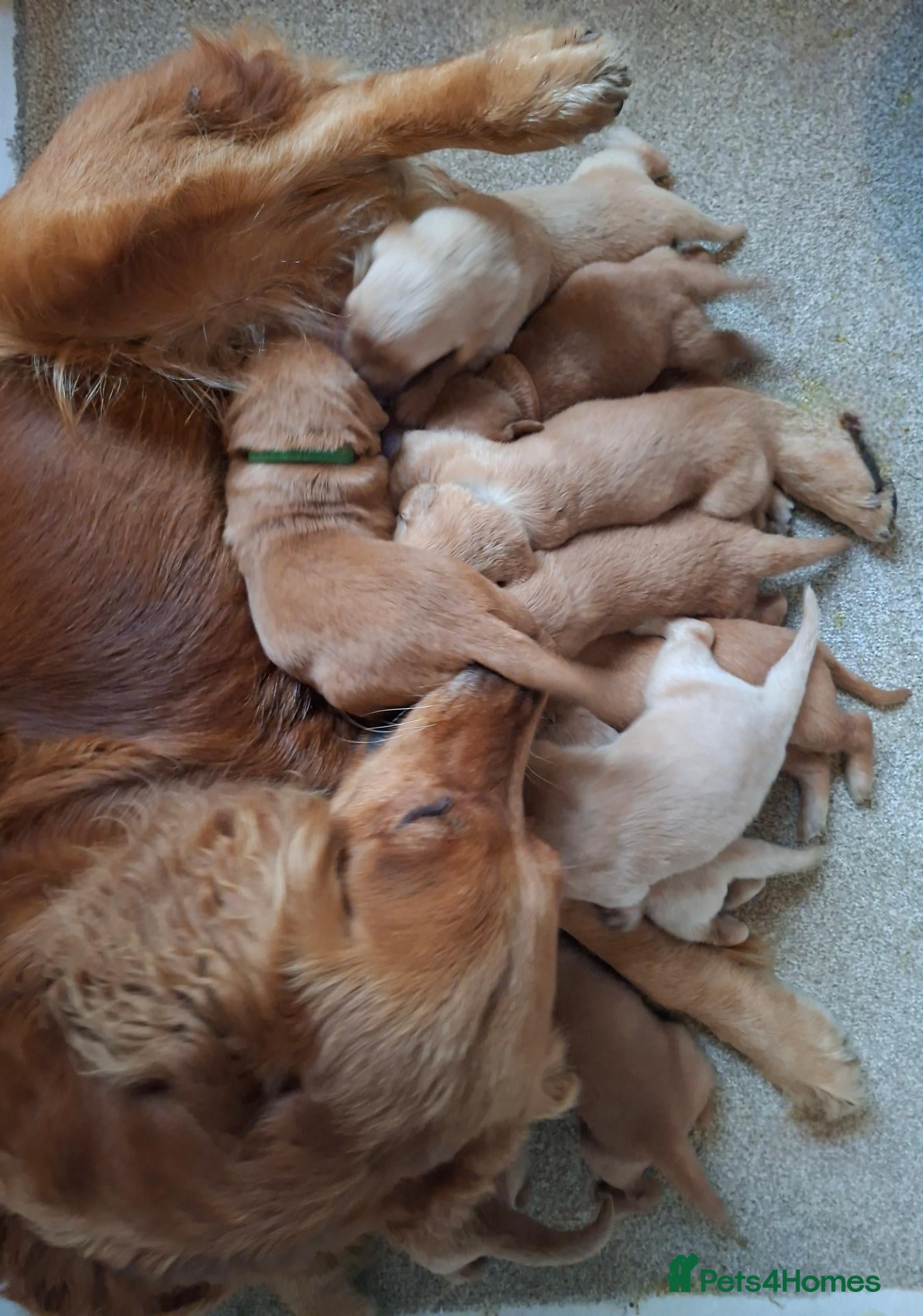 Golden Retriever dogs KC registered golden retriever pups  - Advert 1