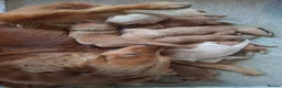 Golden Retriever dogs for sale: KC registered golden retriever pups  - Advert 1