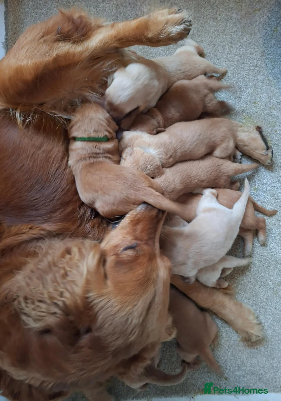 Golden Retriever dogs for sale: KC registered golden retriever pups  - Advert 1