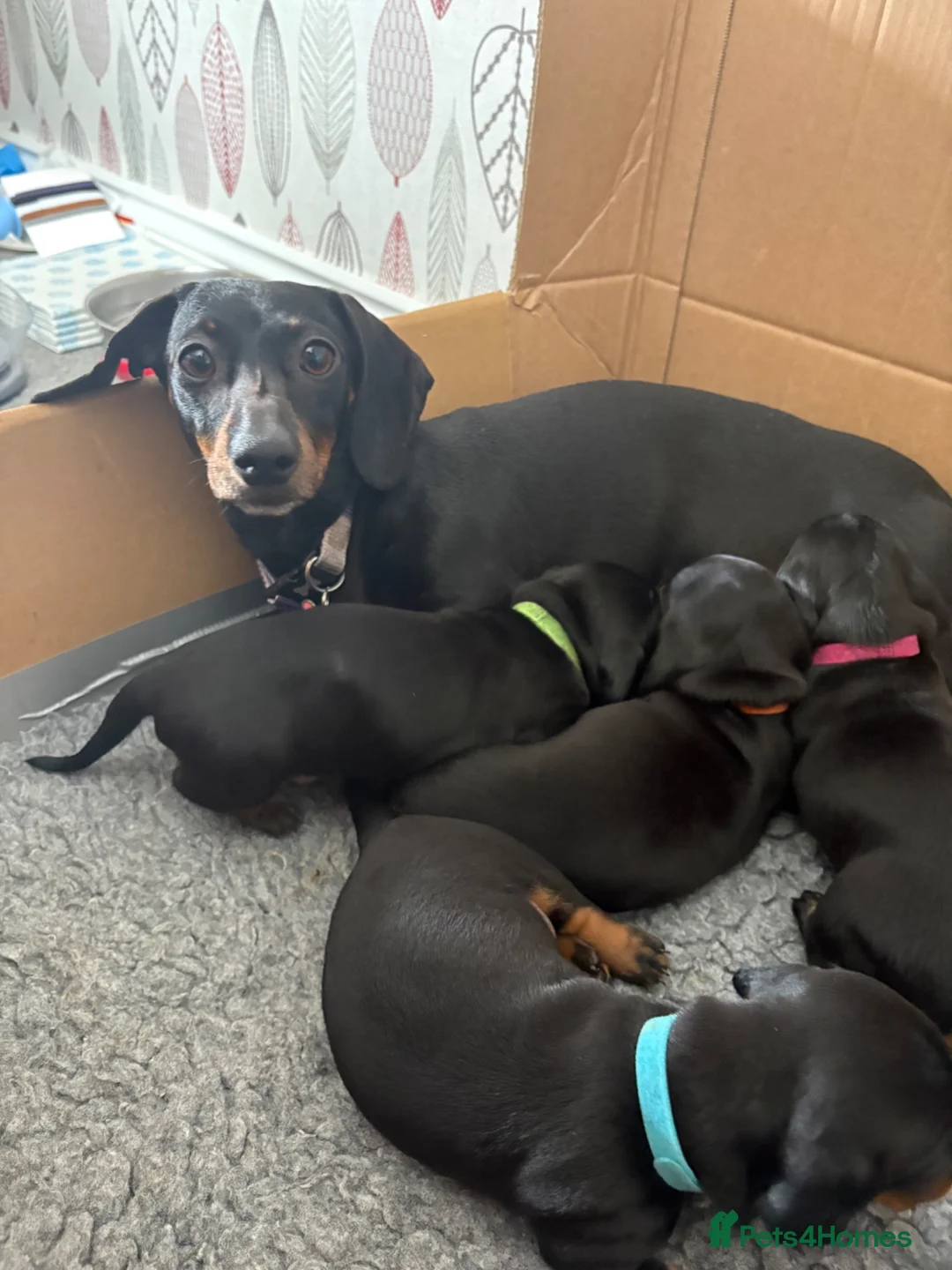 Miniature Dachshund dogs for sale: Black and tan miniature dachshund puppies   - Advert 2