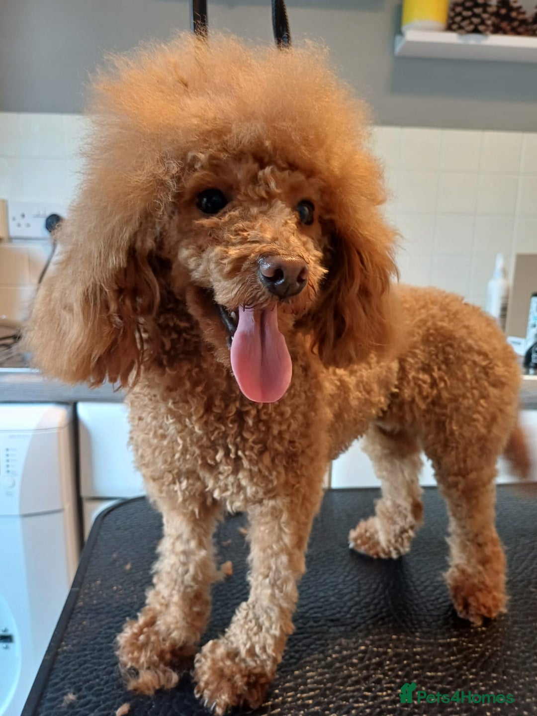 Toy Poodle dogs for sale: Toy Poodles from k.c.registered DNA tested parents - Image 10