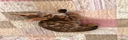 Bengal cats for sale: Adorable kittens for sale - Advert 7