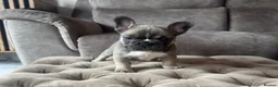 French Bulldog dogs for sale: L4 FLUFFY FRENCH BULLDOG PUPPIES — 2 AVAILABLE  - Advert 6