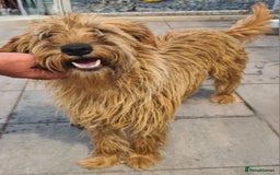 Soft Coated Wheaten Terrier dogs for adoption: Caramel. 15kg medium size  - Image 3