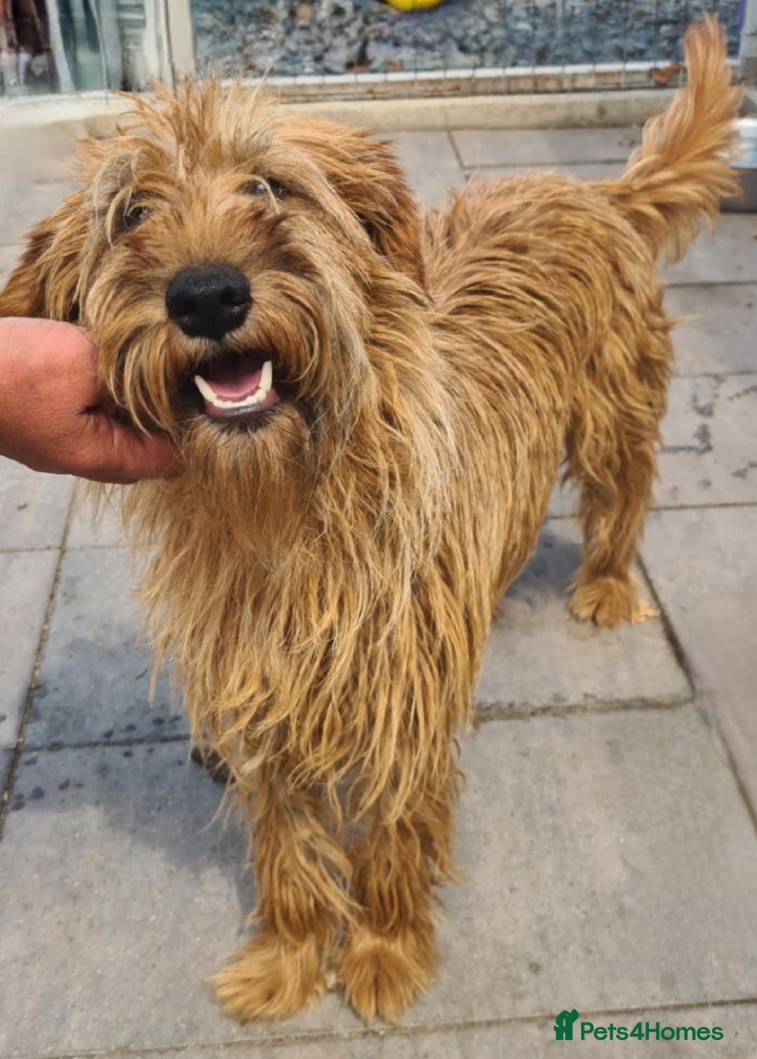 Soft Coated Wheaten Terrier dogs for adoption: Caramel. 15kg medium size  - Image 3
