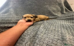 Miniature Dachshund dogs for sale: Miniature long haired CREAM boys  - Image 2