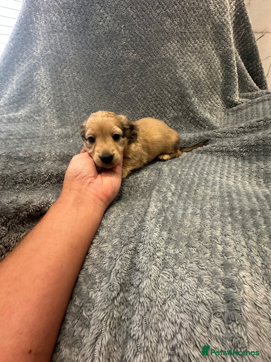 Miniature Dachshund dogs for sale: Miniature long haired CREAM boys  - Image 2