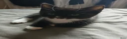 Mixed Breed cats for sale: Three Beautiful Kitten's  - Advert 6