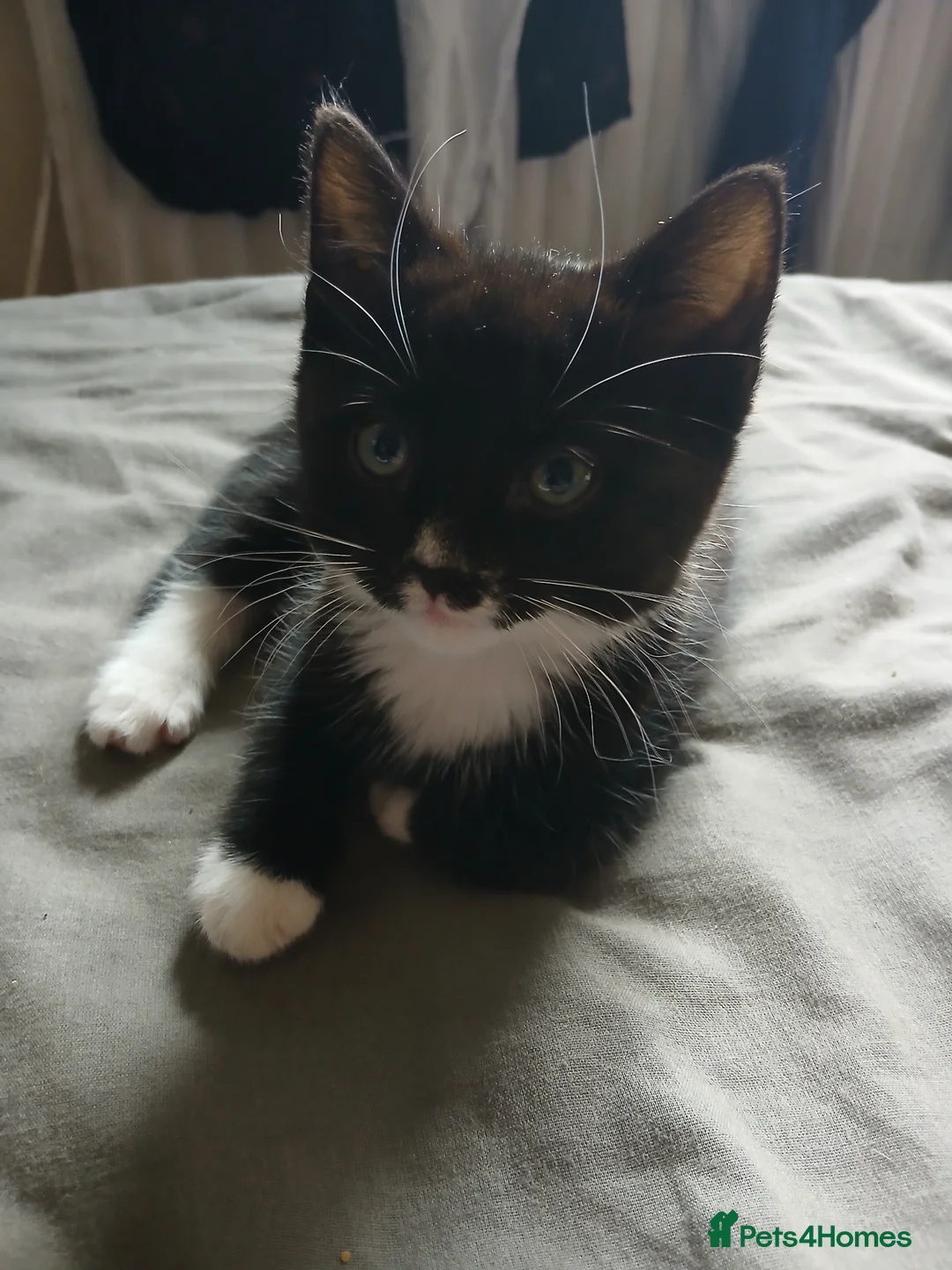 Mixed Breed cats for sale: Three Beautiful Kitten's  - Advert 6